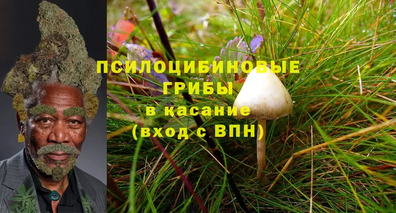 Псилоцибиновые грибы Psilocybe  как найти   Бавлы 